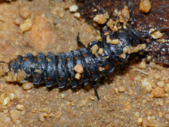 Tefflus meyerlei delegorguei