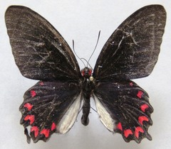 Parides montezuma