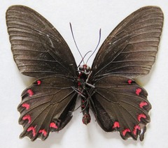 Parides montezuma