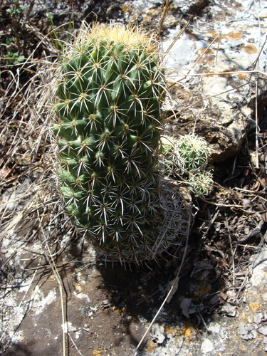 Coryphantha glassii