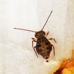 Ptenothrix marmorata