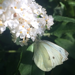 Pieris rapae