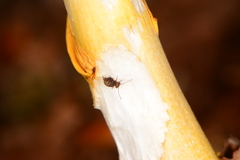Ptenothrix marmorata