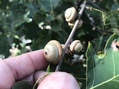 Quercus rubra ambigua