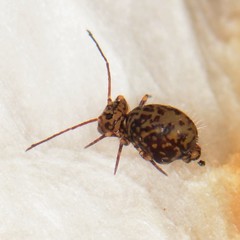 Ptenothrix marmorata