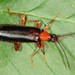 Canada Fire-colored Beetle - Photo (c) Jason M Crockwell, some rights reserved (CC BY-NC-ND), uploaded by Jason M Crockwell