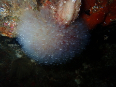 Clavelina oblonga