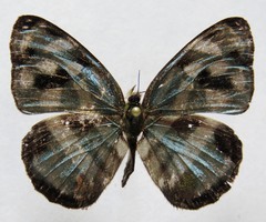 Dynamine postverta mexicana