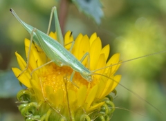 Oecanthus quadripunctatus