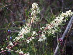 Grevillea trifida