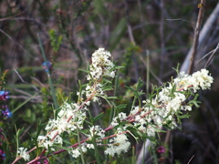 Grevillea trifida