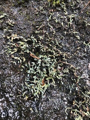 Cetradonia linearis image