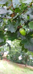 Quercus robur