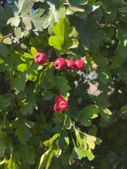 Crataegus