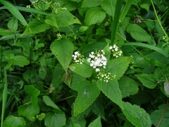 Ageratina altissima altissima