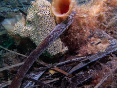 Glauert's Frogfish photo 3