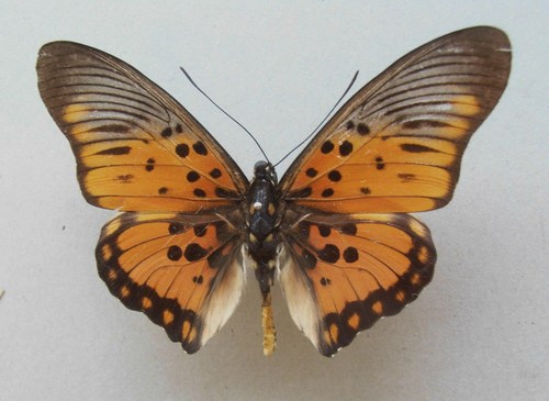 Boisduval’s False Acraea