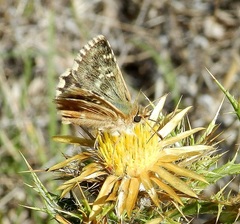 Muschampia alta