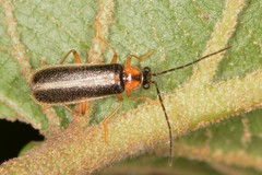 Rhagonycha