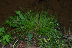 Carex radiata