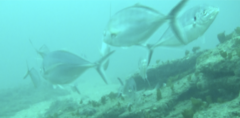 Pseudocaranx