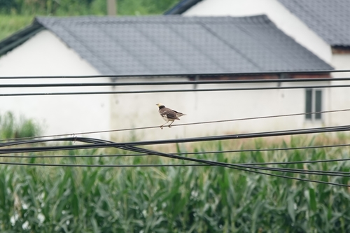Black-collared Starling