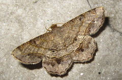 Chiasmia hebesata