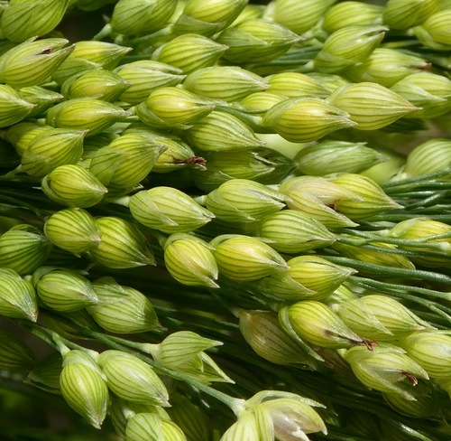 Panicum miliaceum
