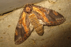 Peridea lativitta