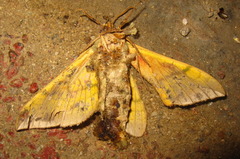 Callambulyx tatarinovii