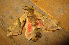 Callambulyx tatarinovii