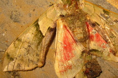 Callambulyx tatarinovii