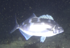 Latridopsis ciliaris