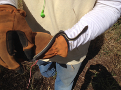 Masticophis lateralis