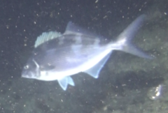 Latridopsis ciliaris