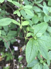 Rhododendron pilosum
