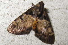 Lepidogma melanobasis