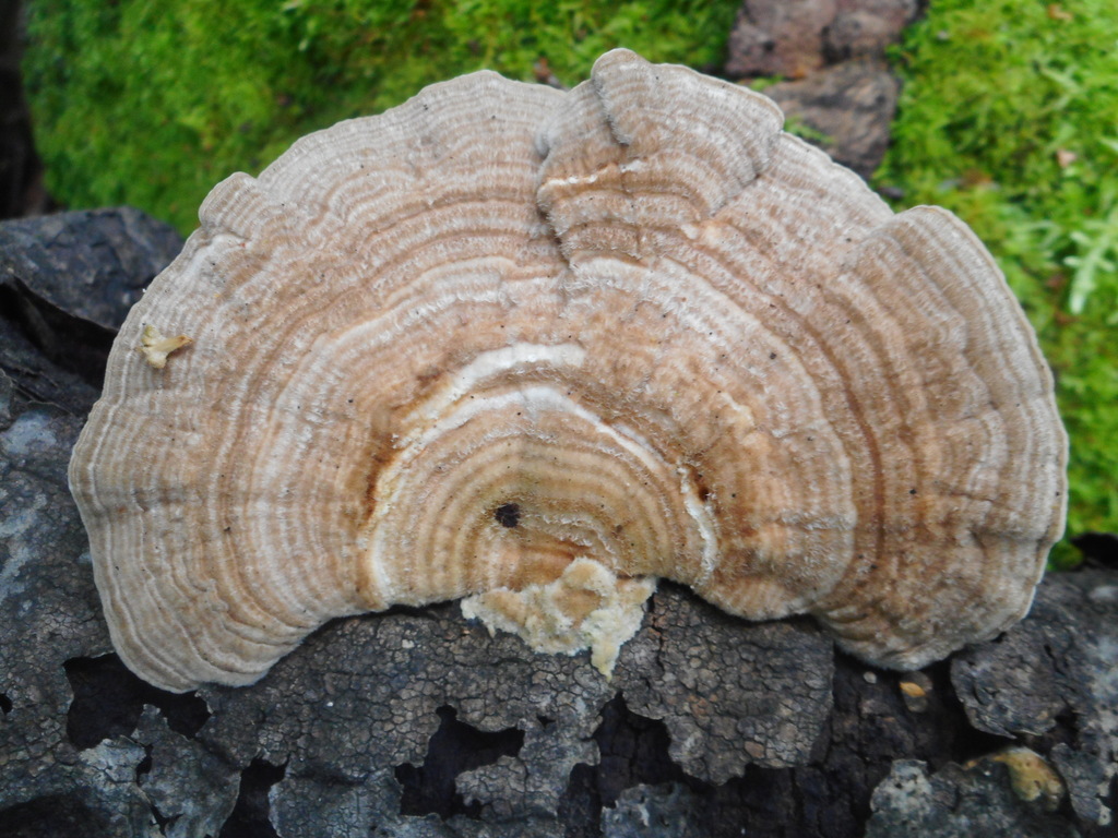 Trametes betulina · August 2020 · photo: © epopov (iNaturalist, cc-by)