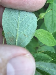 Rhododendron pilosum