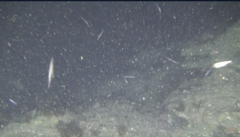 Paratrachichthys trailli