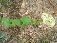 Hylotelephium maximum ruprechtii