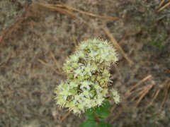 Hylotelephium maximum ruprechtii