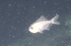 Paratrachichthys trailli