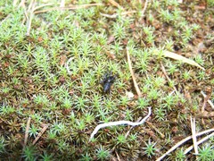 Drassyllus