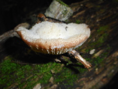 Protodaedalea foliacea