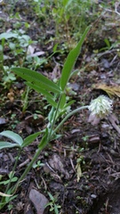 Trifolium eriocephalum