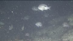 Caesioperca lepidoptera