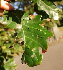 Neuroterus floccosus