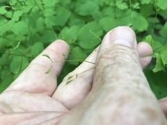 Thalictrum clavatum