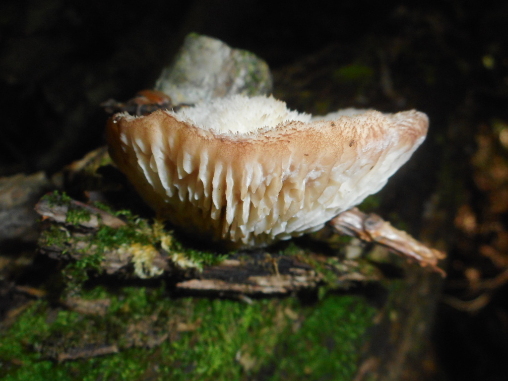 Protodaedalea foliacea